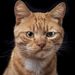 Profile Picture of Xue Chang (@xuechang) on Pinterest