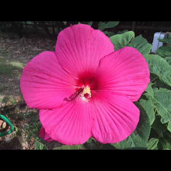 Profile Picture of Hailey Gibson (@hailey22222) on Poshmark