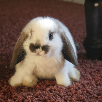 Profile Picture of Catherine Bradshaw (@catbradshaw) on Twitter