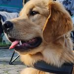 Profile Picture of brian._golden (@brian._golden) on Instagram