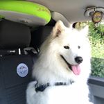 Profile Picture of Solomon the Samoyed (@solomonsamoyed) on Instagram