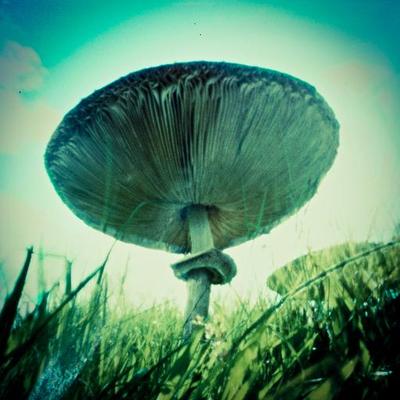 Profile Picture of Chris Bird (@BirdGwelfor1) on Twitter