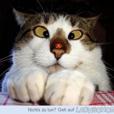 Profile Picture of Melanie Kaiser (@melkaiser1985) on Twitter