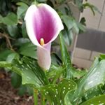 Profile Picture of Eva Wong (@wong8499) on Instagram
