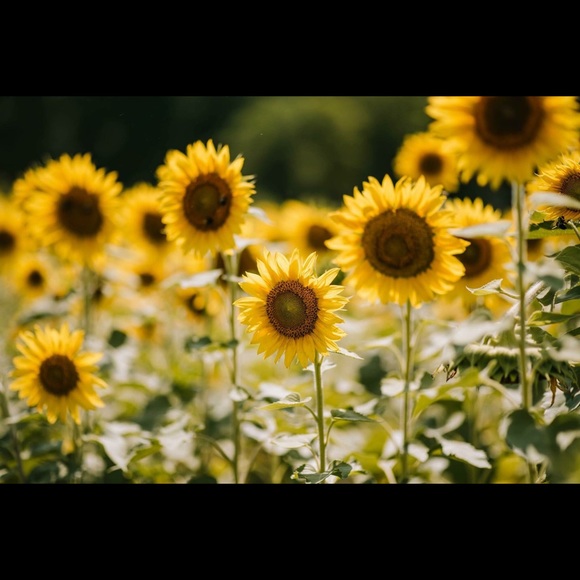 Profile Picture of Metra Richert (@metraulloa) on Poshmark