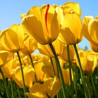 Profile Picture of Aimee Yu (@aimee-yu-1) on Quora