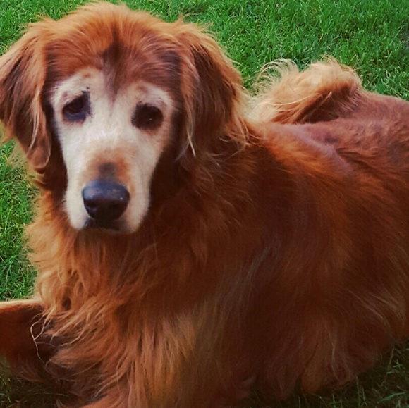 Profile Picture of Jodi Fraunfelder (@ellie7519) on Poshmark