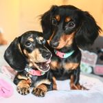 Profile Picture of Chai Chai N Brianna (@chaichainbrianna) on Instagram