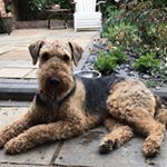 Profile Picture of Winston BOB Hodge (@winstonairedaleterrier) on Instagram
