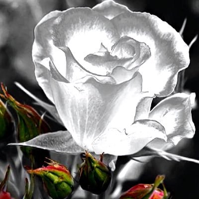 Profile Picture of Haley Nolan (@HaleyNolan16) on Twitter