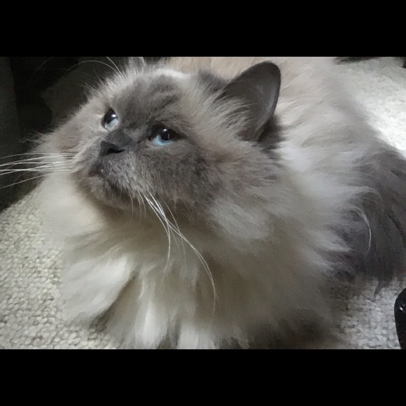 Profile Picture of Xinling Li (@xinling) on Poshmark