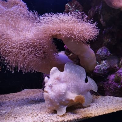 Profile Picture of Tony Abbruzzese (@AbbruzzeseTony) on Twitter