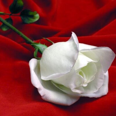 Profile Picture of Usama  Shahid (@Usamashahid1133) on Twitter