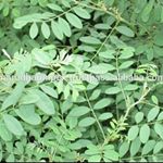 Profile Picture of حنا المدينة، سدر وسمه (@nancy_new_picks) on Instagram