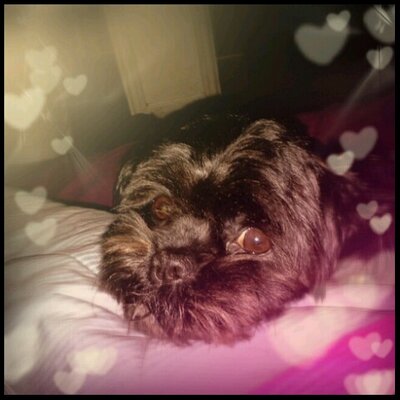 Profile Picture of Nichole Schneider (@ENG12102HNicS) on Twitter