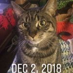 Profile Picture of Lisa M Bogart (@lisambogart) on Instagram