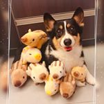 Profile Picture of Phyllis Leung (@phyllis_kambo) on Instagram