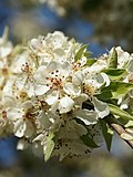 Pyrus spinosa - Wikipedia Profile Picture of Pyrus spinosaon Wikipedia
