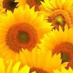 Profile Picture of swallowflabby (@swallowflabby) on Instagram