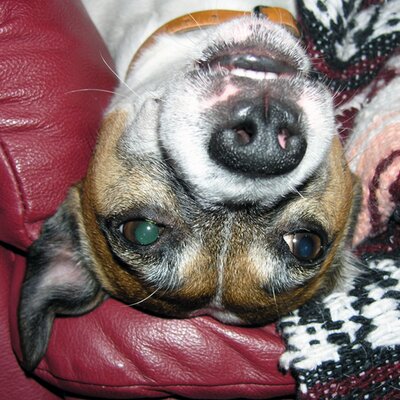 Profile Picture of Mike Lacey (@SlothfulToad) on Twitter