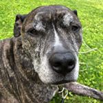 Profile Picture of Archer Bugnacki (@adventuresofarcherbug) on Instagram