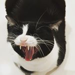 Profile Picture of Omar Lateef (@omar_lateef_magical_eyes) on Instagram