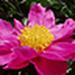 Profile Picture of Debbie ImperialHeath (@Debbie Imperial Heath) on Flickr