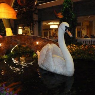 Profile Picture of Steve Banai (@steve.banai) on Facebook