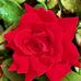 Profile Picture of Iris Carrasquillo (@iris.carrasquillo.1232) on Facebook