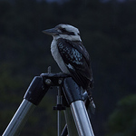 Profile Picture of Chris Watson (@Brisbanes Worst Photography) on Flickr
