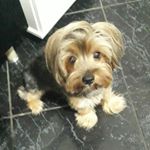 Profile Picture of Lucy Pires (@lucypires45) on Instagram