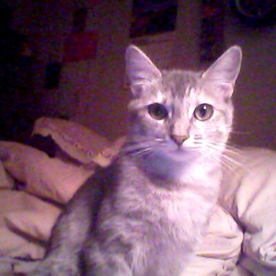 Profile Picture of John Pert (@Lionking1234567) on Twitter