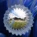 Profile Picture of Jeffrey Hinkle (@cheffreyh) on Pinterest
