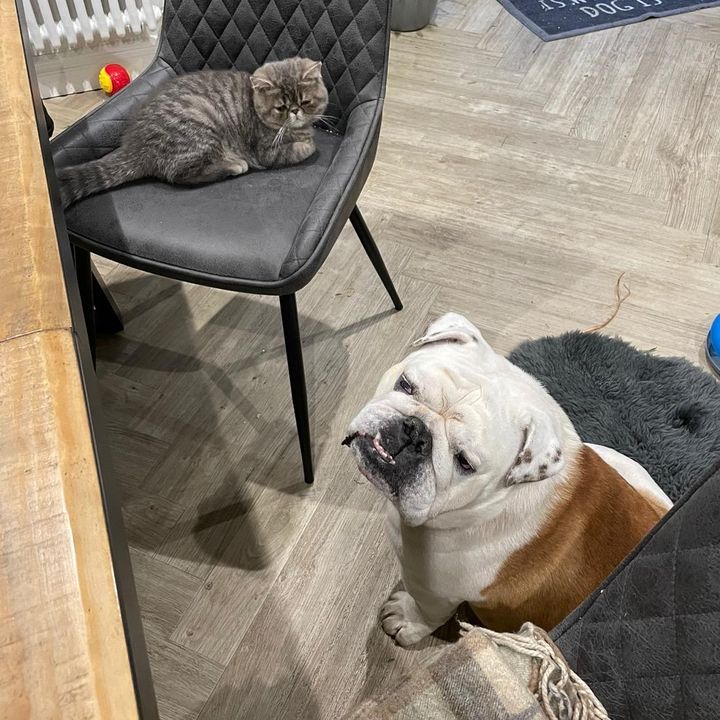 Profile Picture of Eric & George (@ericbulldog_georgeexotic) on Tiktok