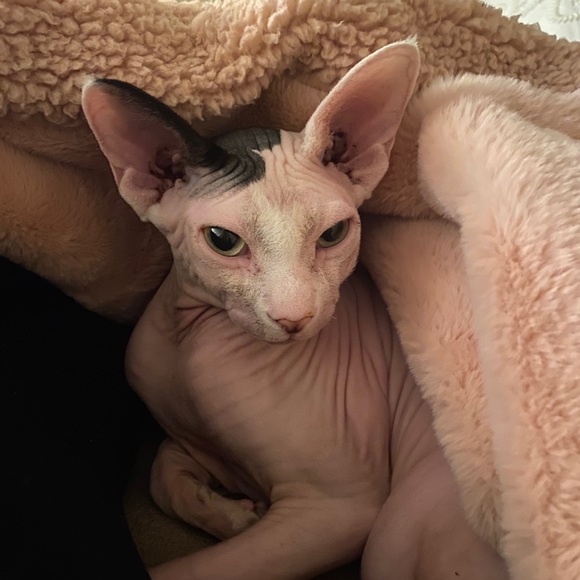 Profile Picture of Molly Marmann (@mollym2018) on Poshmark