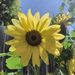 Profile Picture of Kristina Dulworth Rowe (@kristinarowe) on Pinterest