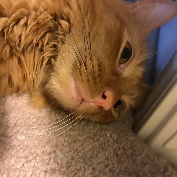 Anna Asuncion - Poshmark Profile Picture of Anna Asuncion (@annaasun) on Poshmark