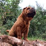 Profile Picture of Úrsula The Sharpei (@ursula_sharpei) on Instagram