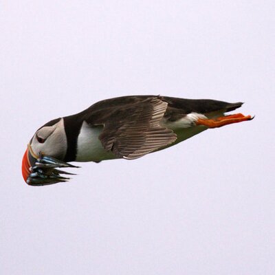 Profile Picture of Bruce Moore (@drbrucemoore) on Twitter