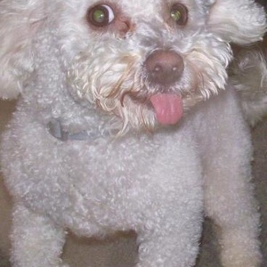 Profile Picture of Lily Middaugh (@lilylepew) on Myspace