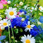 Profile Picture of Doris Ross (@563Ross) on Twitter