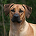 Profile Picture of Kimberly Green (@hillbilly rhodesians-hbr) on Flickr