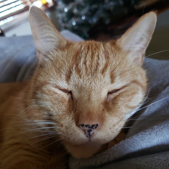 Profile Picture of Noelle Walsh (@noelle_walsh) on Poshmark