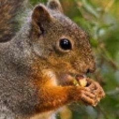 Profile Picture of Dov Fobar (@Squirrelnuts7) on Twitter
