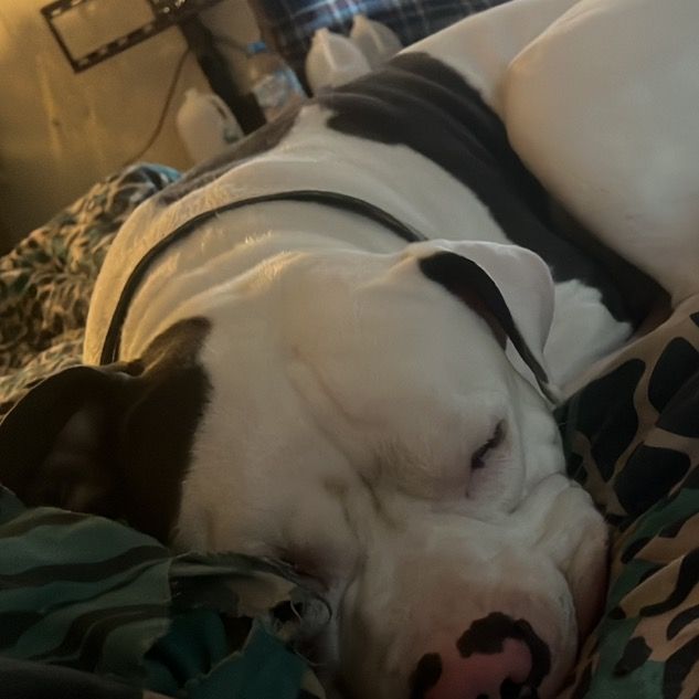 Profile Picture of tonyteal649 (@tonyteal649) on Tiktok