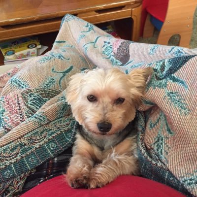 Profile Picture of Shawn Hatfield (@osxgp) on Twitter