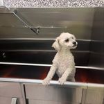 Profile Picture of Crystal Trujillo (@coco_starts_living) on Instagram