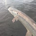 Profile Picture of Peter Russo (@musky42) on Instagram