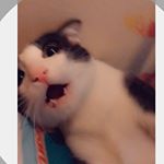 Profile Picture of °•.★𝒜𝓎𝑒𝓈𝒽𝒶 𝒽𝒶𝓆𝓊𝑒★*.° (@ayeshahatesyou) on Instagram