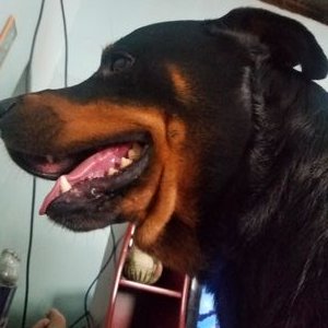 Profile Picture of José Efrain Gomez Menjivar La Lima Cortes (@JosEfrainGomez4) on Twitter